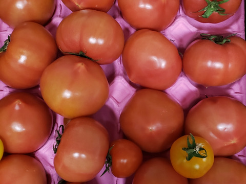 100％純トマト🍅4キロ箱【雪ちゃんトマト】桃太郎トマトL or Mサイズ