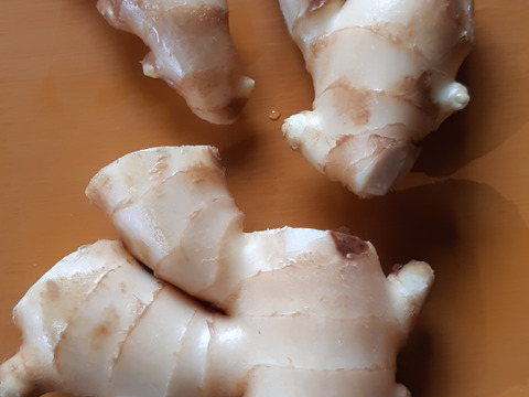 【40%割引中】高知県産ハウスの新生姜　3kg