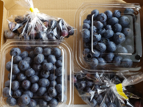 摘みたて　農薬不使用　千葉県産　生ブルーベリー　200g×2パック&B品100g×2袋　600gセット