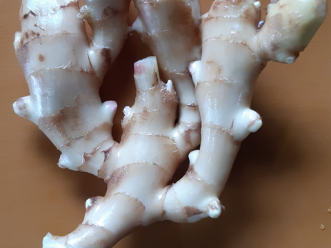 【40%割引中】高知県産ハウスの新生姜　2kg