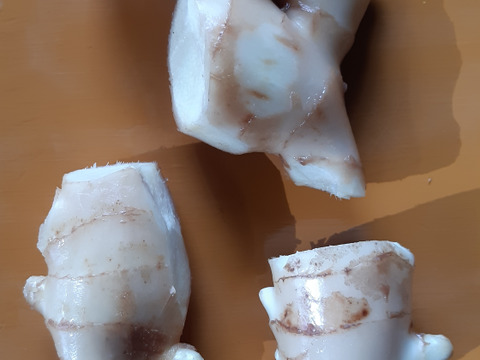 【40%割引中】高知県産ハウスの新生姜　2kg