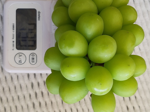 贈答用！完熟！朝採りシャインマスカット　(3～5房2㎏以上)
【敬老の日ギフト】にも