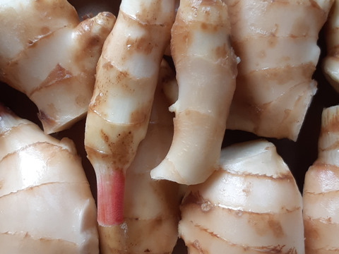 【40%割引中】高知県産ハウスの新生姜　3kg