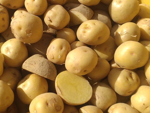 ジャガイモ食べ比べ3種セット2,4キロ