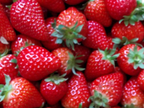 【冷凍ジュース、日本では珍しい100％】いちご完熟生絞り冷凍ジュース150㎖