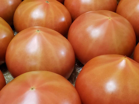 【野菜ソムリエサミット金賞】濃厚！ウエタトマトのトマト(4キロ箱)3箱セット