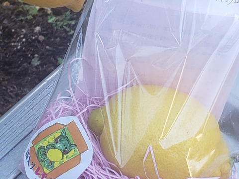 箱入りレモン娘(栽培期間中農薬不使用・有機肥料・ノーワックス)