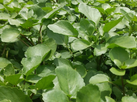 【有機認証クレソン100％】加工用クレソン 500gパック