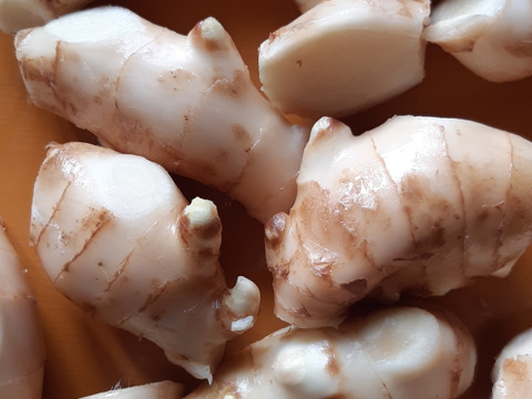 【40%割引中】高知県産ハウスの新生姜　4kg