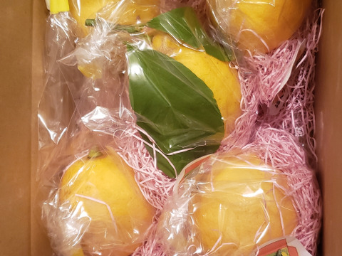 箱入りレモン娘(栽培期間中農薬不使用・有機肥料・ノーワックス)