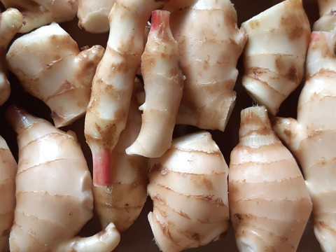 【40%割引中】高知県産ハウスの新生姜　2kg