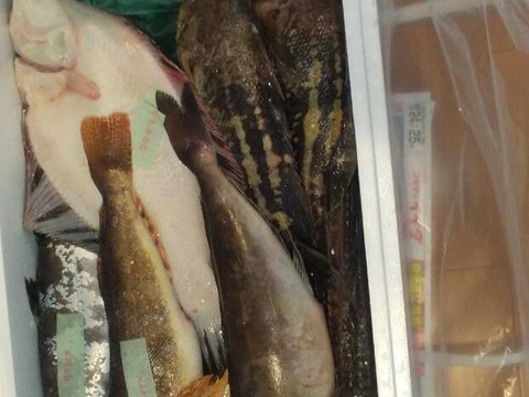 竹コース【4月中旬発送】船頭にお任せ！鮮魚ボックス（詰め合わせ) 海鮮セット
