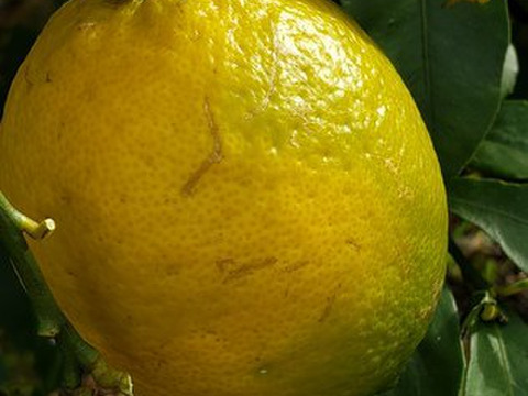 箱入りレモン娘(栽培期間中農薬不使用・有機肥料・ノーワックス)