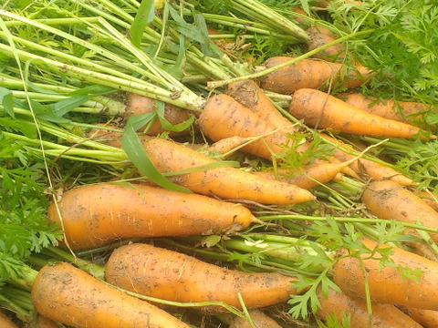 大山山麓栽培期間中農薬化学肥料不使用栽培人参4kg【送料込】 栽培期間中農薬、化学肥料不使用人参不揃い4キロ：岡山県産の