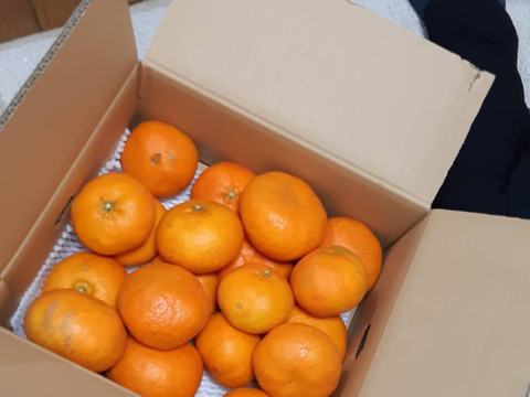 【そら甘平】天空の果樹園 愛媛産みかん 訳あり 5kg