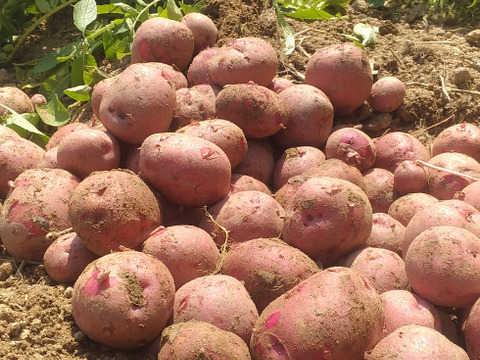 ジャガイモ食べ比べ3種セット2,4キロ