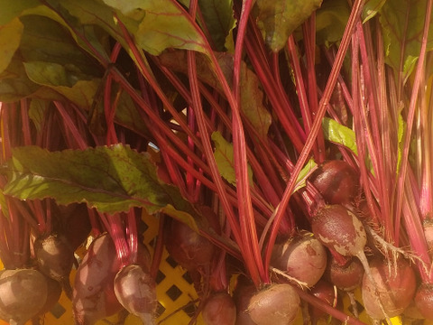 栽培期間中農薬、化学肥料不使用
ビーツ！お買い得大容量3キロ！！