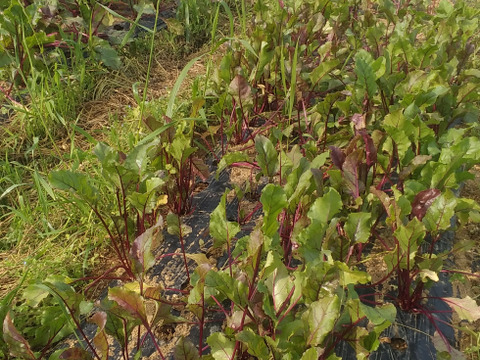 栽培期間中農薬、化学肥料不使用ビーツ1キロ