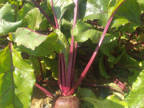 栽培期間中農薬、化学肥料不使用
ビーツ！お買い得大容量3キロ！！