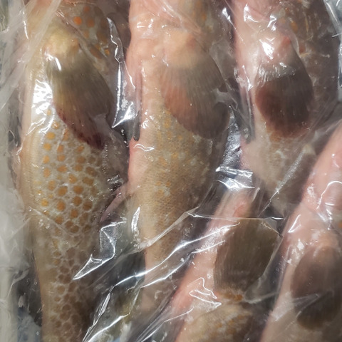 幻の魚 アコウ キジハタ 0 2 0 4 5匹 香川県のレビュー一覧 食べチョク 産地直送 産直 お取り寄せ通販 農家 漁師から旬の食材を直送 幻の魚 アコウ キジハタ 0 2 0 4 5匹 香川県のレビュー一覧 食べチョク 産地直送 産直 お取り寄せ通販 農家 漁師から旬の食材を直送