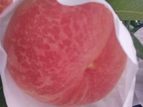 家庭用もも【金山】「硬い桃好きな人この指と～まれ(笑)」１．５ｋｇ前後（３～９玉前後）