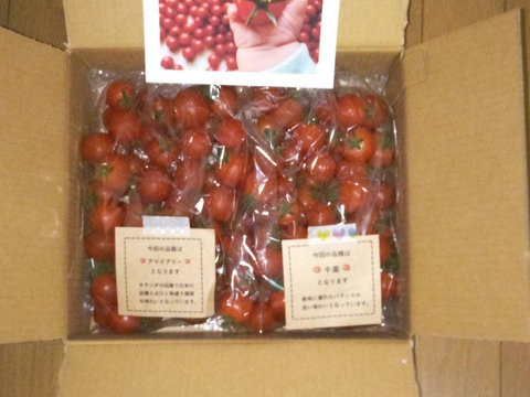 ミニトマトで笑顔を　完熟ミニトマト 1.5kg【千葉県旭市産】【トマト食べ比べ】