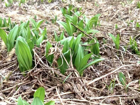 【2026年優先予約】！初物を優先発送(4月中旬)！太い行者にんにく1kg　「やわらか若葉」幻の山菜