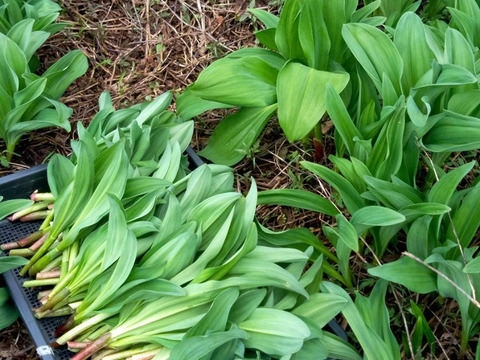 【2026年優先予約】！初物を優先発送(4月中旬)！太い行者にんにく1kg　「やわらか若葉」幻の山菜