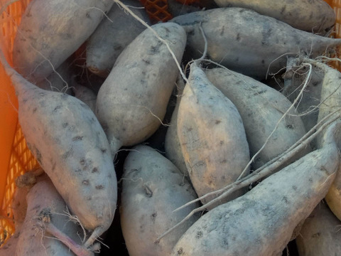 さつまいも　いずみ13号　肥料農薬不使用、自家採種3㎏