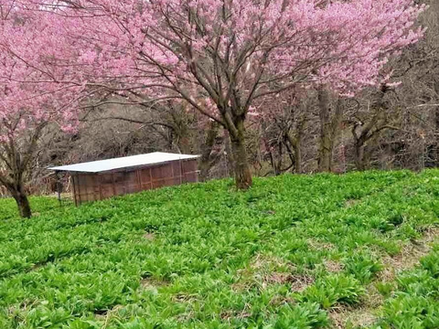 【2026年優先予約】！初物を優先発送(4月中旬)！太い行者にんにく1kg　「やわらか若葉」幻の山菜