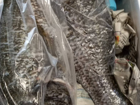 チヌ　黒鯛　美味しい旬が到来！鱗、内臓処理可能。2匹以上