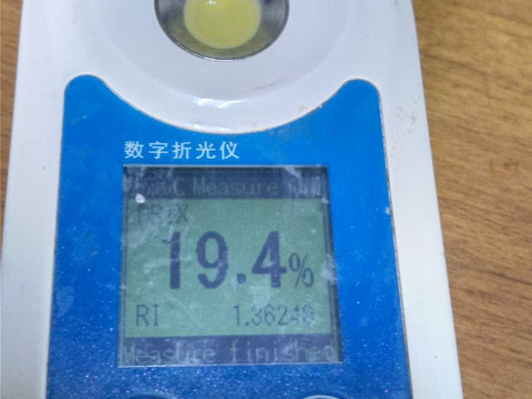 【6月中旬～再販売予定】糖度20度前後！とうもろこし おおもの  6本程度 約2.1kg