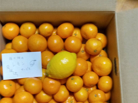 有田みかん【小粒小玉】5kg（箱込）