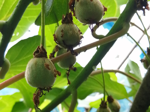 農薬不使用！【追熟済】レッドキウイ2kg