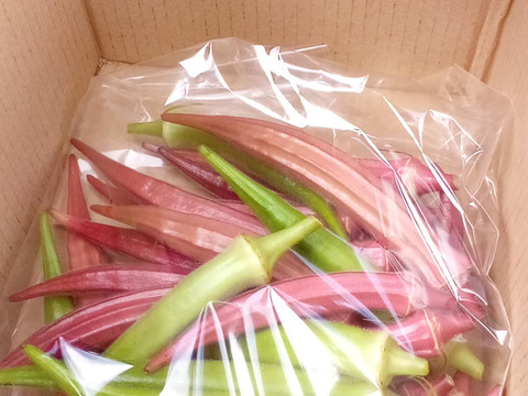 オクラ　赤＆緑　自然栽培　自家採種　1000g
