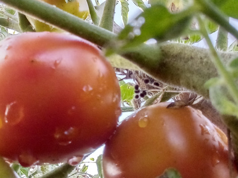 ミニトマト　肥料農薬、動物性堆肥不使用、自家採種