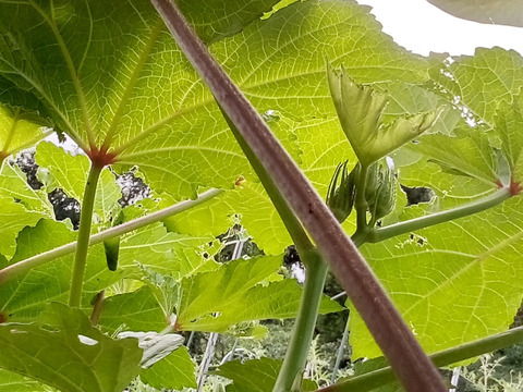 オクラ　赤＆緑　自然栽培　自家採種　1000g