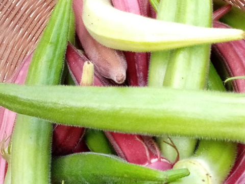オクラ　赤＆緑　自然栽培　自家採種　1000g