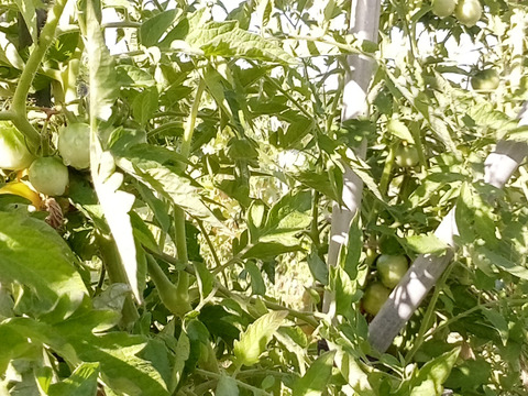 ミニトマト　肥料農薬、動物性堆肥不使用、自家採種