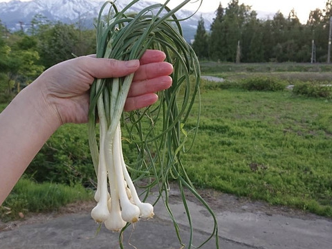 期間限定　雪解け　土付き天然のびろ　のびる 300g　山菜