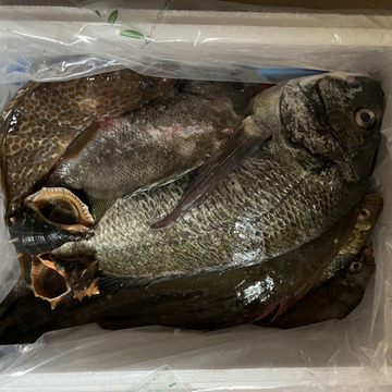 小豆島の海の恵み 旬のお魚お任せ鮮魚ハーフセット ５ ７匹 香川県産 食べチョク 農家 漁師の産直ネット通販 旬の食材を生産者直送