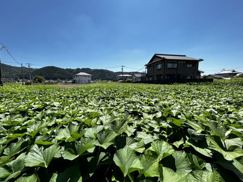 【紅はるか・砂糖不使用・無添加】自然な甘さ！子どものおやつにピッタリな「たけちゃんの干し芋」100g×10袋【栽培期間中農薬化学肥料不使用さつまいも使用】