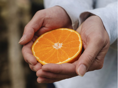 【訳あり】不知火（デコ）5kg