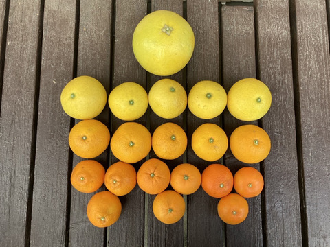 【柑橘食べ比べ】晩白柚・はっさく・文旦・ネーブル・清見or伊予柑【5種類】