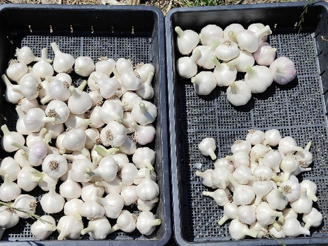 シャキシャキ　新ニンニク　今が旬　1kg　　まとめ買い