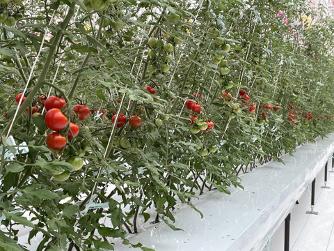 【バランス抜群の甘味と酸味！フルーツトマト(これトマ)】１箱厳選45粒(約800g)