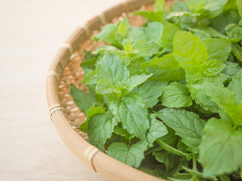 採れたて！新鮮スペアミント 100g 【農薬化学肥料不使用】