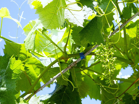 【樹上完熟】粒ぶどう３種食べ比べ詰め合わせセット 農薬不使用 自然栽培 四万十産