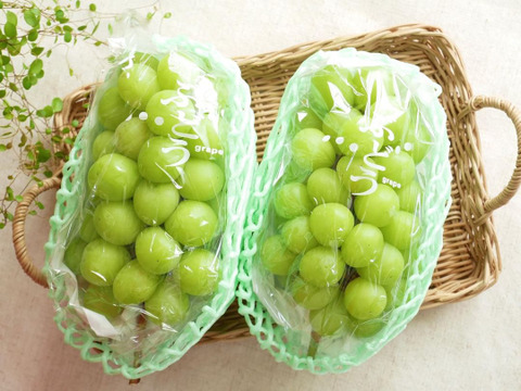 【訳アリ！9月発送！予約販売！朝採れ新鮮】山梨県産シャインマスカット約1kg(2房)