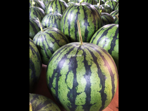 【夏ギフト】贅沢な甘さとシャリ感『空中育ちの大玉すいか』６kg　１玉